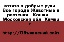котята в добрые руки - Все города Животные и растения » Кошки   . Московская обл.,Химки г.
